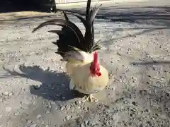 日吉神社の動物