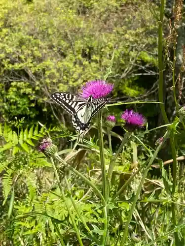 サムハラ神社 奥の宮の動物