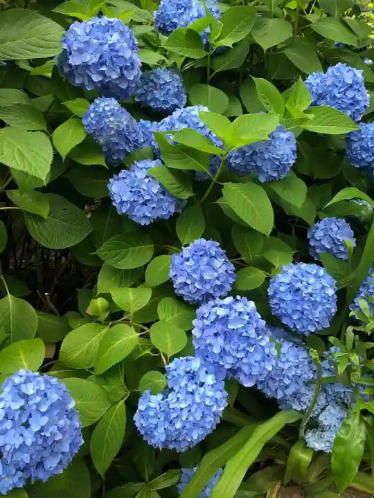 白山神社の自然