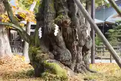 蠶養國神社の自然