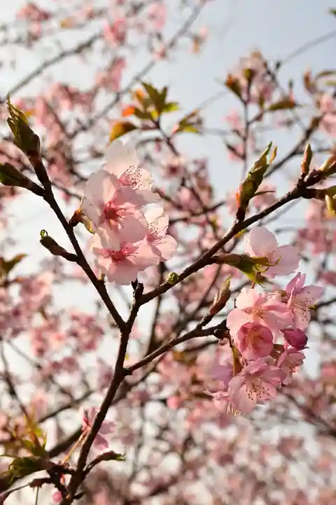 宮地嶽神社(福岡県)