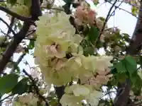 椿宮神明社(愛知県)