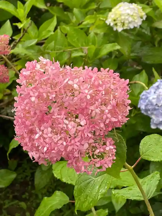 大宝八幡宮の自然
