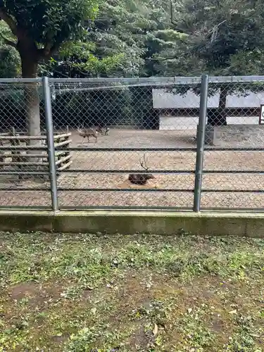 鹿島神宮の動物