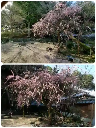 光雲寺の{uncategorized: "未分類", other: "その他", undefined: "問題あり", building: "その他建物", grave: "お墓", sacred_gate: "鳥居", guardian: "狛犬", statue: "像", buddha: "仏像", history: "歴史", nature: "自然", garden: "庭園", animal: "動物", pagoda: "塔", temizu: "手水舎", mountain_gate: "山門・神門", sanctuary: "本殿・本堂", subordinate: "末社・摂社", art: "芸術", scenery: "景色", jizo: "地蔵", ema: "絵馬", goshuin: "御朱印", omikuji: "おみくじ", items: "授与品その他", amulet: "お守り", goshuincho: "御朱印帳", eats: "食事", festival: "お祭り", votive_dance: "神楽", shichigosan: "七五三参", wedding: "結婚式", experience: "体験その他", initially: "初詣", around: "周辺", anti_infection: "感染症対策"}