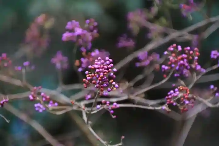 阿久津「田村神社」(郡山市阿久津町)旧社名:伊豆箱根三嶋三社の庭園