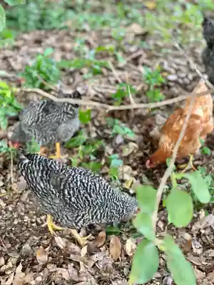 聖神社(大阪府)