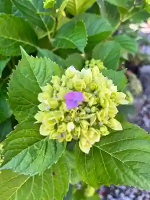 成田山函館別院函館寺の自然