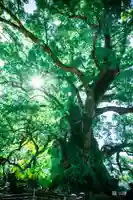 蒲生八幡神社(鹿児島県)