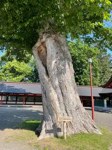 北海道護國神社の自然