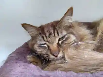 御誕生寺（猫寺）(福井県)