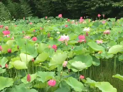 雲龍山 本證寺の周辺
