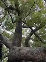 三島神社の{uncategorized: "未分類", other: "その他", undefined: "問題あり", building: "その他建物", grave: "お墓", sacred_gate: "鳥居", guardian: "狛犬", statue: "像", buddha: "仏像", history: "歴史", nature: "自然", garden: "庭園", animal: "動物", pagoda: "塔", temizu: "手水舎", mountain_gate: "山門・神門", sanctuary: "本殿・本堂", subordinate: "末社・摂社", art: "芸術", scenery: "景色", jizo: "地蔵", ema: "絵馬", goshuin: "御朱印", omikuji: "おみくじ", items: "授与品その他", amulet: "お守り", goshuincho: "御朱印帳", eats: "食事", festival: "お祭り", votive_dance: "神楽", shichigosan: "七五三参", wedding: "結婚式", experience: "体験その他", initially: "初詣", around: "周辺", anti_infection: "感染症対策"}