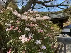 普門寺(切り絵御朱印発祥の寺)の自然