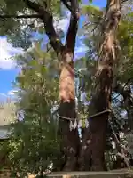 武蔵一宮氷川神社(埼玉県)