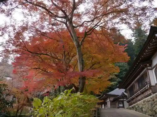 長谷寺の自然