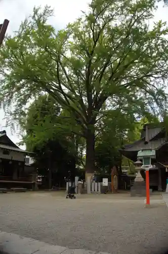 田無神社(東京都)