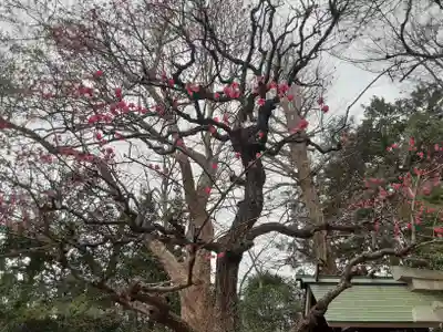 小金井神社(東京都)