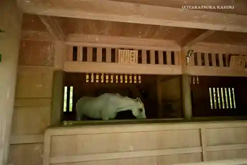伊勢神宮外宮（豊受大神宮）の動物