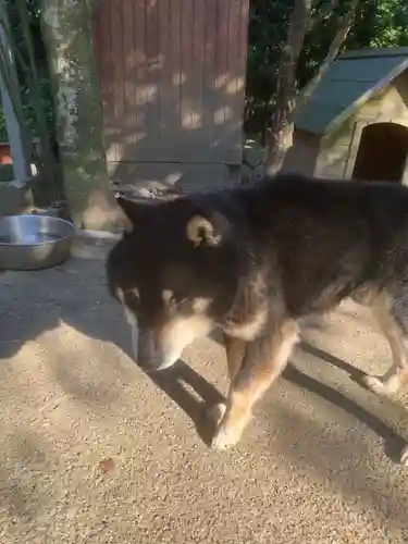 玉野御嶽神社の動物