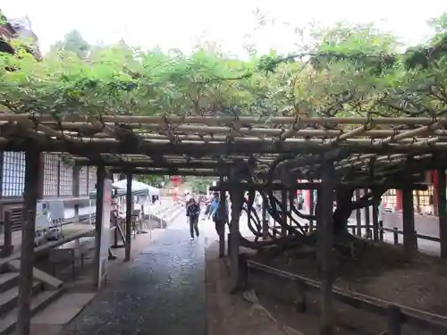 春日大社の自然