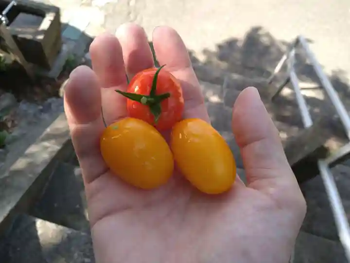 定林寺の授与品その他