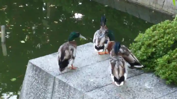住吉大社の動物