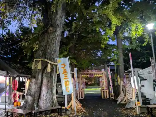 札幌諏訪神社の七五三参