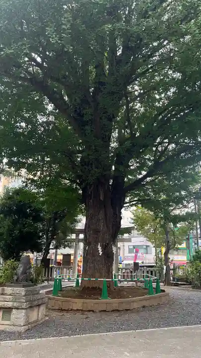 鳩森八幡神社の自然