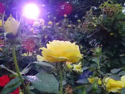 天王山 安楽寺の自然