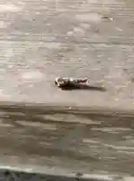 鹿島台神社の動物