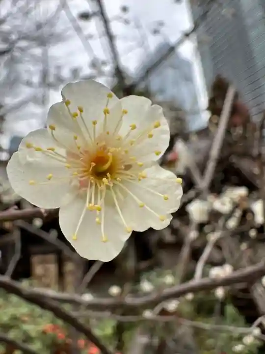 愛宕神社(東京都)