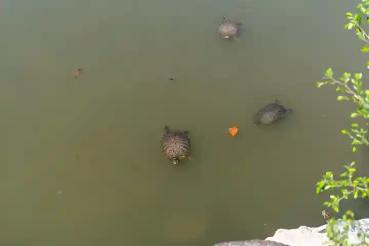 吉備津彦神社(岡山県)