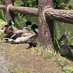 信行寺の動物