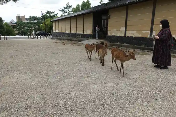 興福寺 五重塔(奈良県)