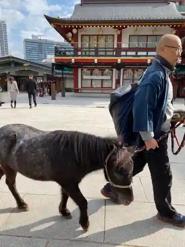 神田神社（神田明神）の動物