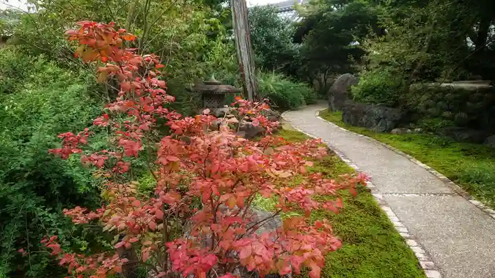 圓光禅寺(円光寺)の自然