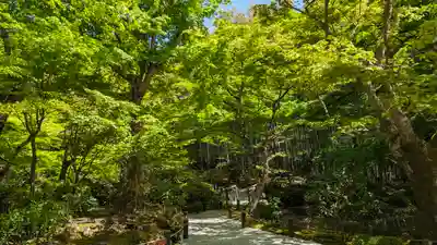 圓光寺(京都府)