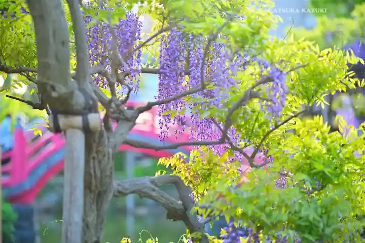 亀戸天神社(東京都)