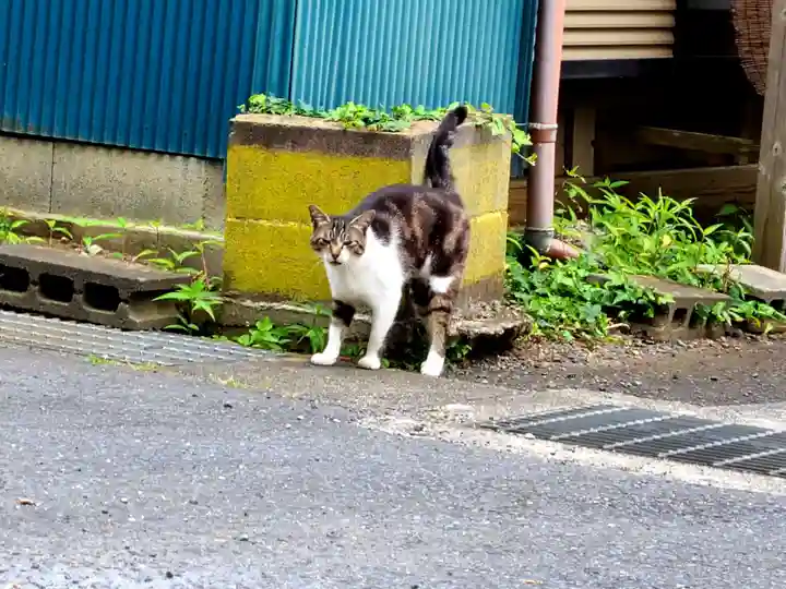 橿原神宮の動物