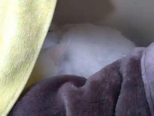 御誕生寺（猫寺）(福井県)