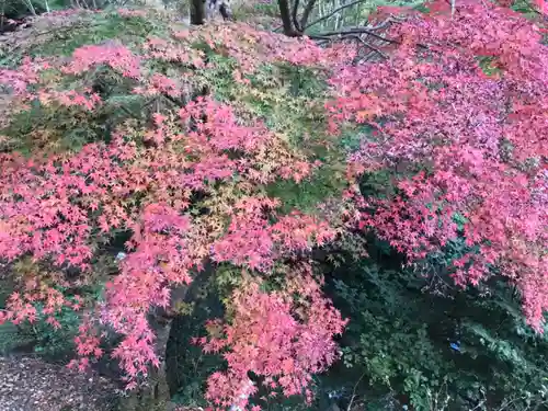 大山阿夫利神社の自然