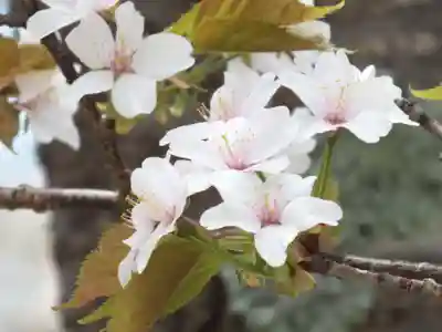 立志神社の自然