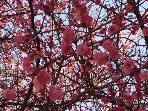 井伊谷宮の自然