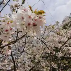 妙法寺の自然