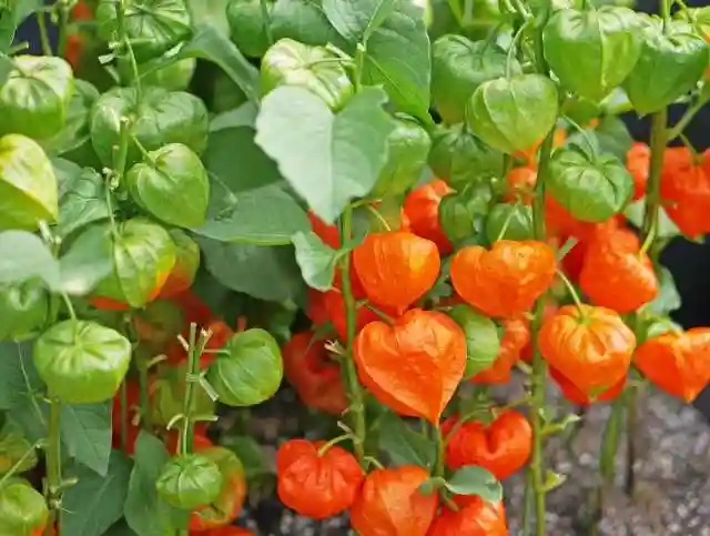 出雲大社倉敷教会(岡山県)