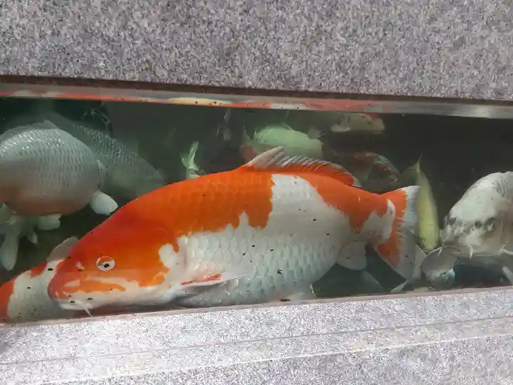 大聖観音寺(あびこ観音)の動物