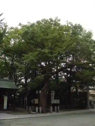 新田神社の自然
