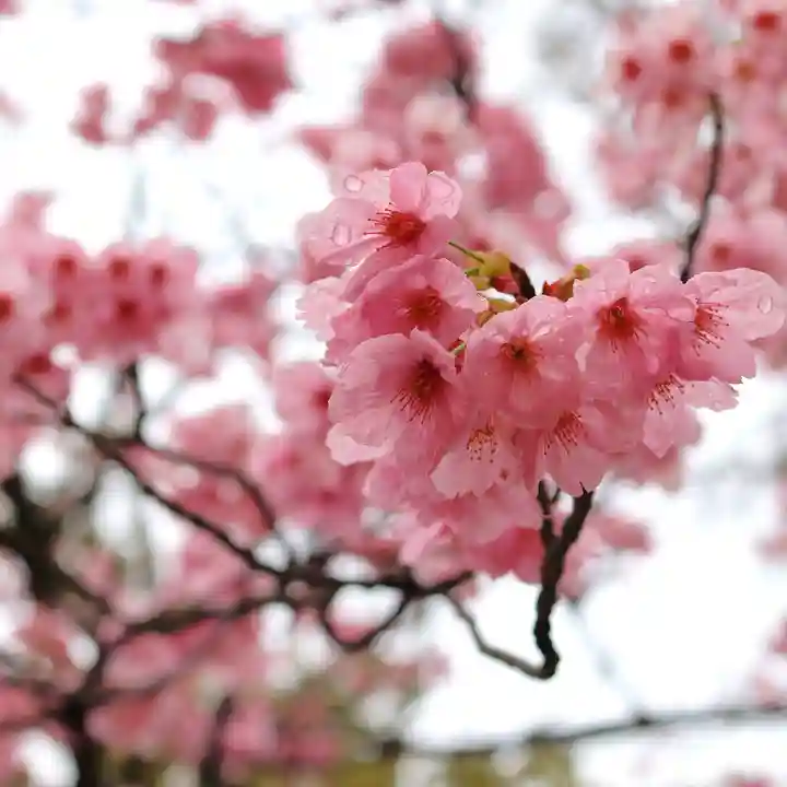 三津厳島神社(愛媛県)
