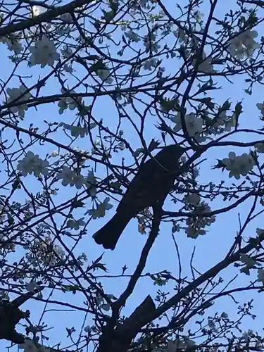 常磐神社の動物
